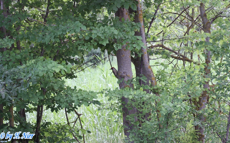 Picus viridis -  4. Fund