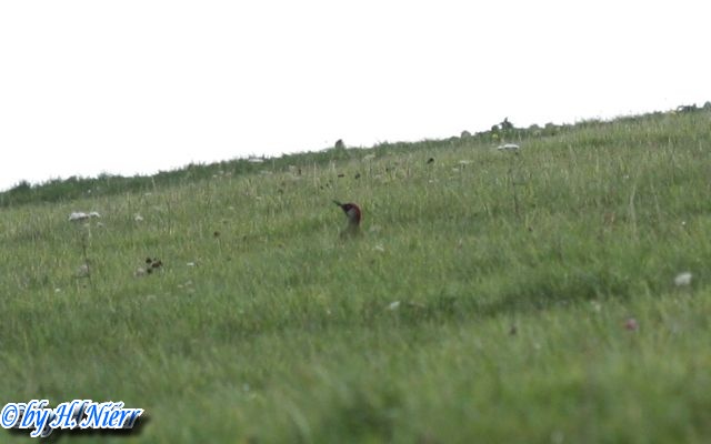 Picus viridis -  5. Fund