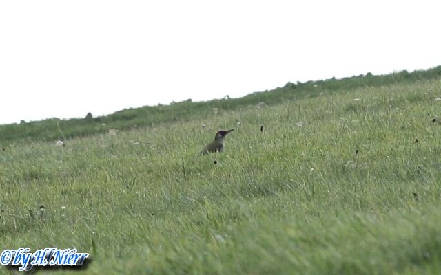 Picus viridis -  5. Fund