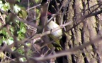 Picus viridis -  9. Fund (Weibchen)