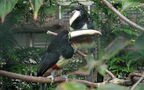 Pteroglossus aracari (Linnæus, 1758)