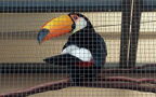 Ramphastos toco (Statius Müller, 1776)