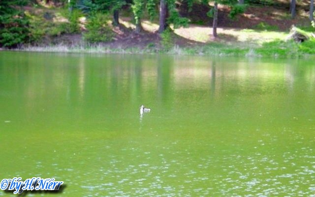 Podiceps cristatus -  3. Fund