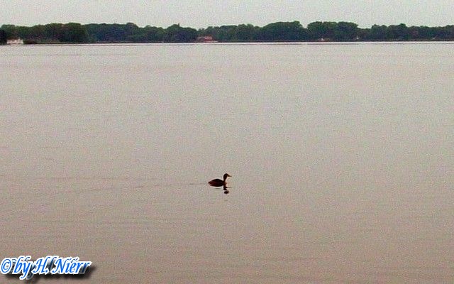 Podiceps cristatus -  5. Fund