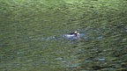 Podiceps grisegena -  1. Fund