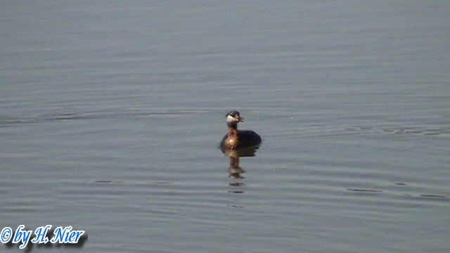 podiceps_grisegena_2a.jpg