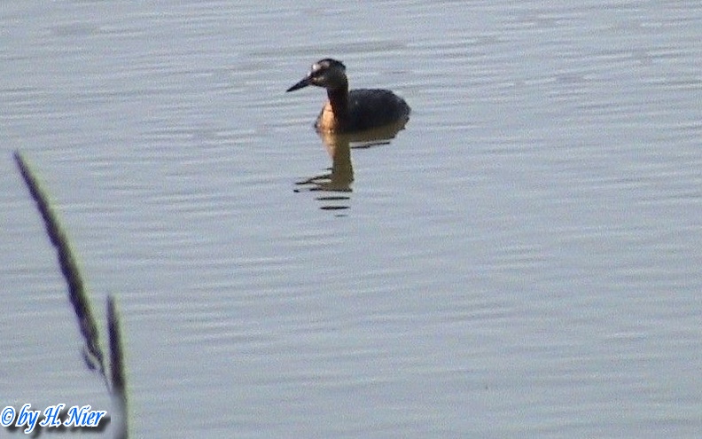 podiceps_grisegena_2c.jpg