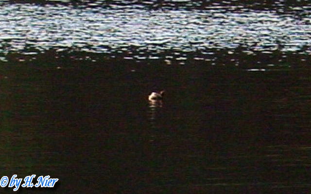 <a href='picture.php?/15675/category/5844'>Tachybaptus ruficollis - 1. Fund</a> Tachybaptus ruficollis - 1. Fund