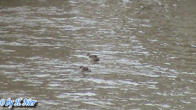 <a href='picture.php?/15678/category/5844'>Tachybaptus ruficollis - 3. Fund</a> Tachybaptus ruficollis - 3. Fund