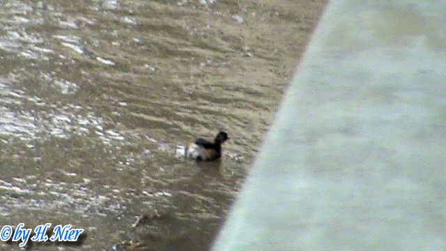 <a href='picture.php?/15679/category/5844'>Tachybaptus ruficollis - 3. Fund</a> Tachybaptus ruficollis - 3. Fund