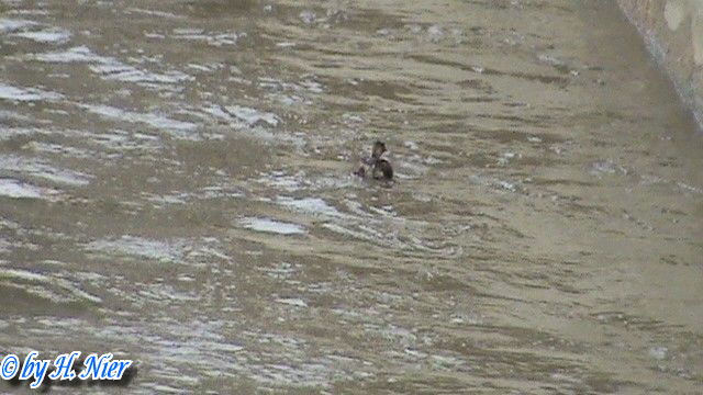 <a href='picture.php?/15680/category/5844'>Tachybaptus ruficollis - 3. Fund</a> Tachybaptus ruficollis - 3. Fund