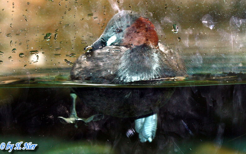 <a href='picture.php?/15681/category/5844'>Tachybaptus ruficollis - 4. Fund</a> Tachybaptus ruficollis - 4. Fund