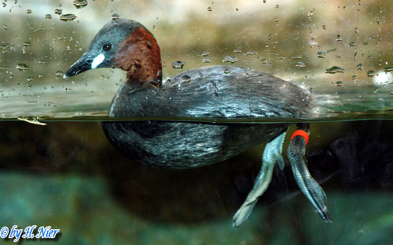 <a href='picture.php?/15682/category/5844'>Tachybaptus ruficollis - 4. Fund</a> Tachybaptus ruficollis - 4. Fund