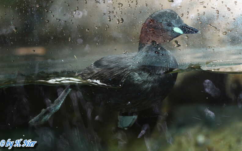 <a href='picture.php?/15683/category/5844'>Tachybaptus ruficollis - 4. Fund</a> Tachybaptus ruficollis - 4. Fund