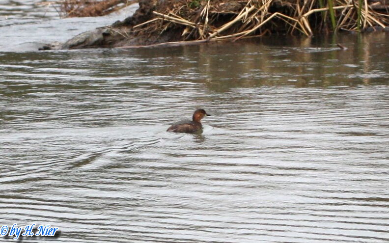 Tachybaptus ruficollis -  5. Fund