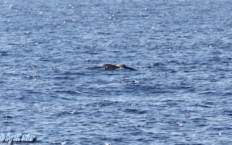 Calonectris diomedea -  1. Fund