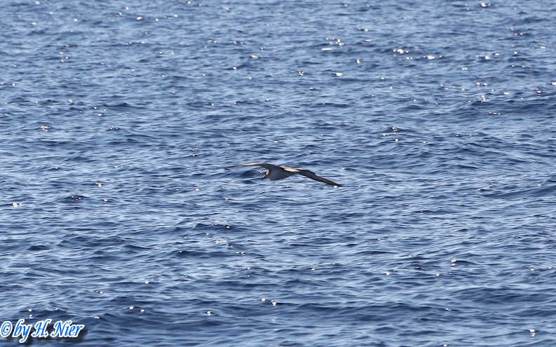 Calonectris diomedea -  1. Fund