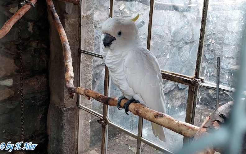 Cacatua galerita triton -  2. Fund