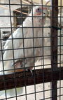Cacatua sanguinea (Gould, 1843)