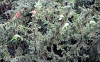 Psittacula krameri - 10. Fund