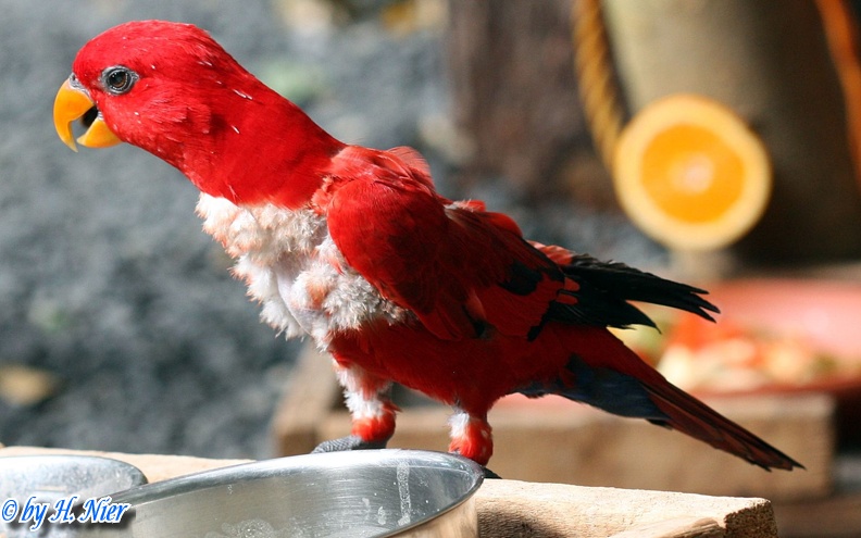 <a href='picture.php?/12712/category/4474'>Eos bornea bornea - 1. Fund</a> Eos bornea bornea - 1. Fund