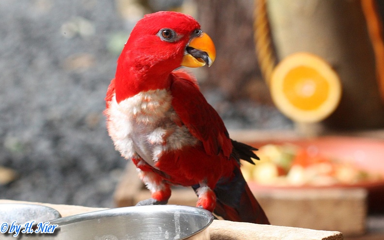 <a href='picture.php?/12713/category/4474'>Eos bornea bornea - 1. Fund</a> Eos bornea bornea - 1. Fund