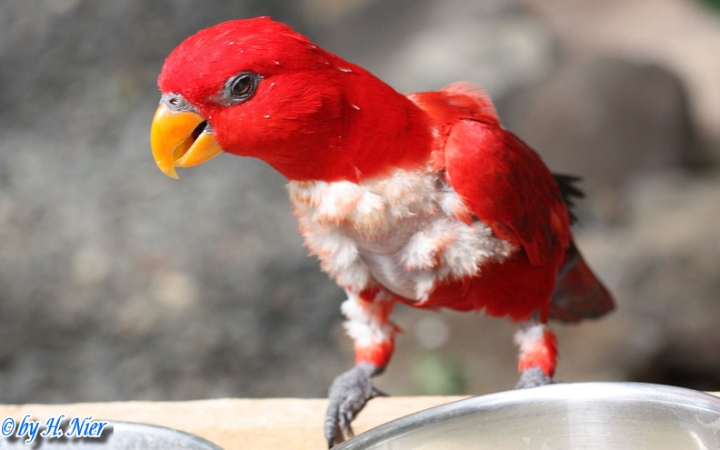 <a href='picture.php?/12714/category/4474'>Eos bornea bornea - 1. Fund</a> Eos bornea bornea - 1. Fund