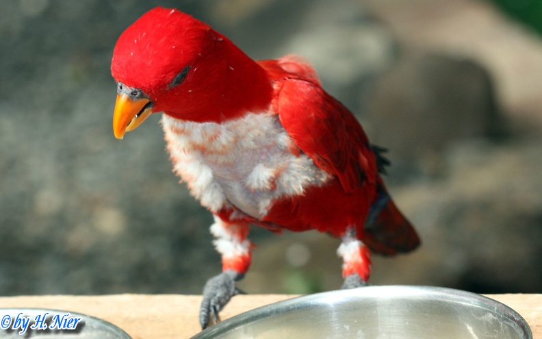 Eos bornea bornea -  1. Fund