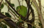 Loriculus galgulus -  1. Fund (Weibchen)
