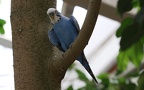 Gattung Melopsittacus (Gould, 1840)