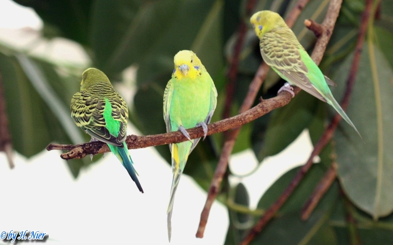 Melopsittacus undulatus -  1. Fund