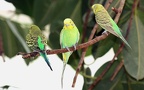 Melopsittacus undulatus -  1. Fund