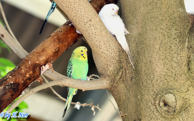 Melopsittacus undulatus -  1. Fund