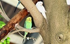 Melopsittacus undulatus -  1. Fund