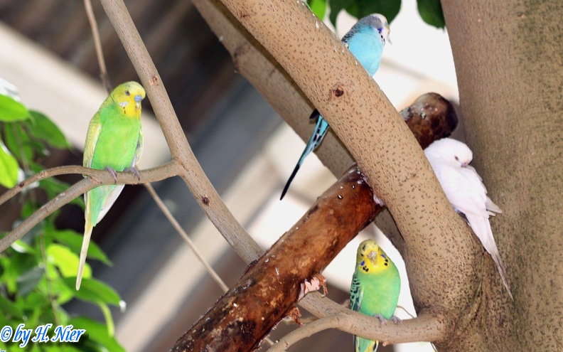 Melopsittacus undulatus -  1. Fund
