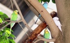 Melopsittacus undulatus -  1. Fund
