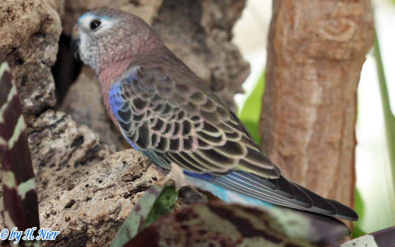 Neopsephotus bourkii -  1. Fund