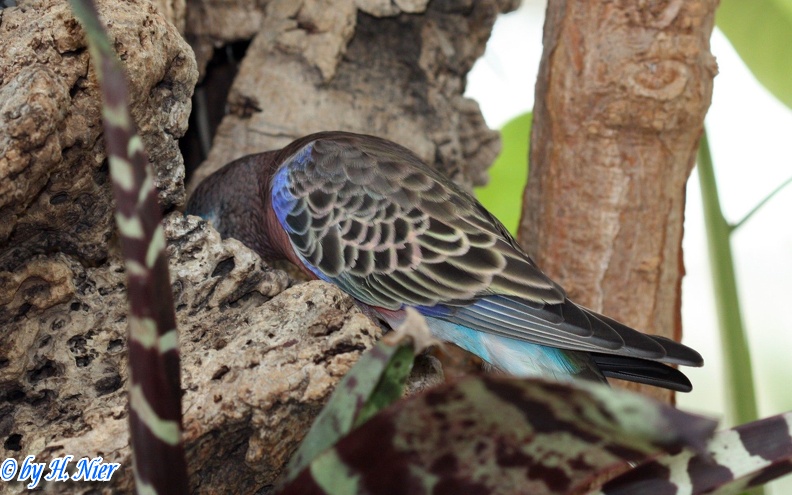 Neopsephotus bourkii -  1. Fund