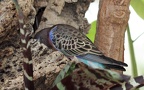 Gattung Neopsephotus (Mathews, 1912)