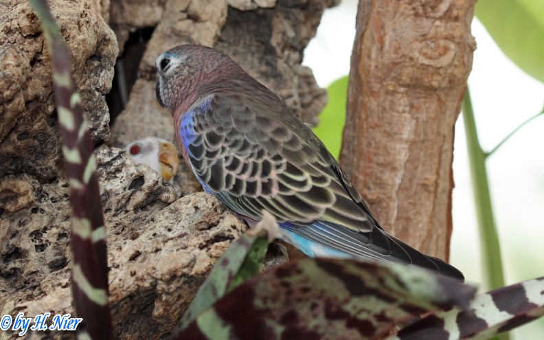 Neopsephotus bourkii -  1. Fund