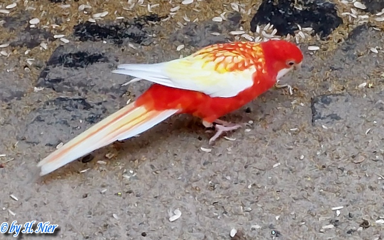 Platycercus eximius -  2. Fund