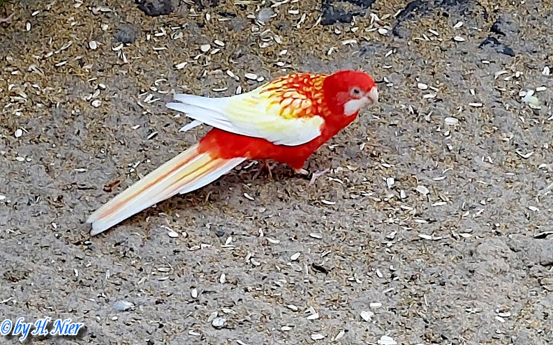 Platycercus eximius -  2. Fund