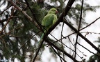 Psittacula krameri -  2. Fund