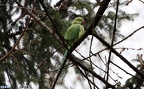 Psittacula krameri -  2. Fund
