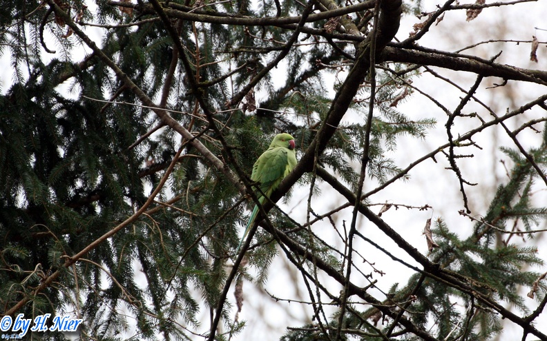 Psittacula krameri -  2. Fund