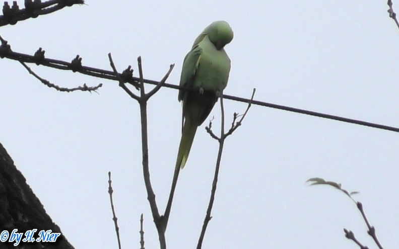 Psittacula krameri -  3. Fund