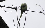 Psittacula krameri -  3. Fund