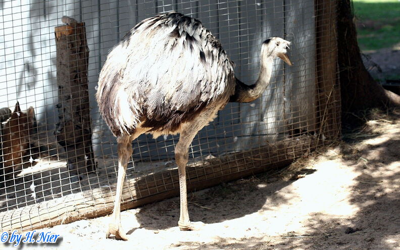 Rhea americana -  1. Fund