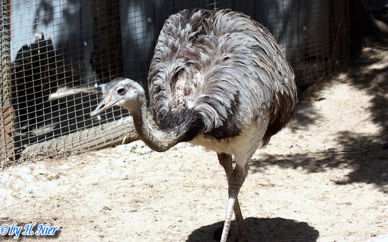 Rhea americana -  1. Fund