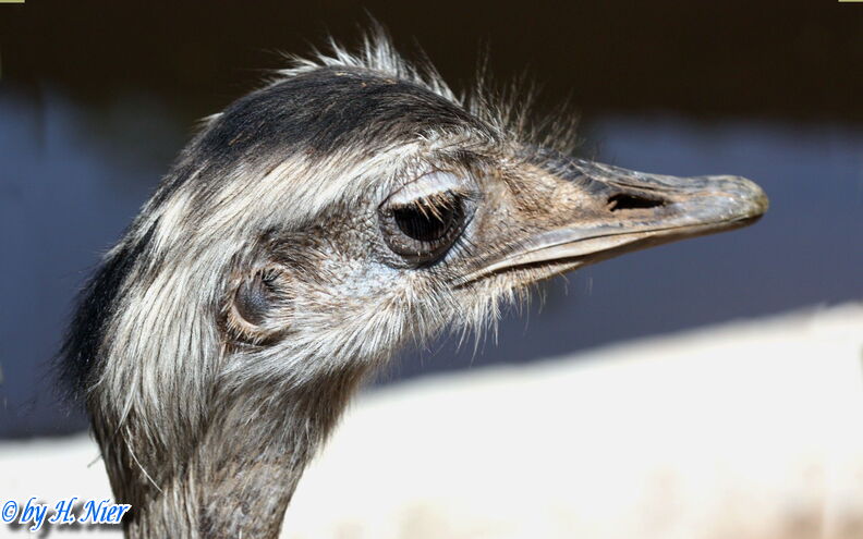 Rhea americana -  1. Fund